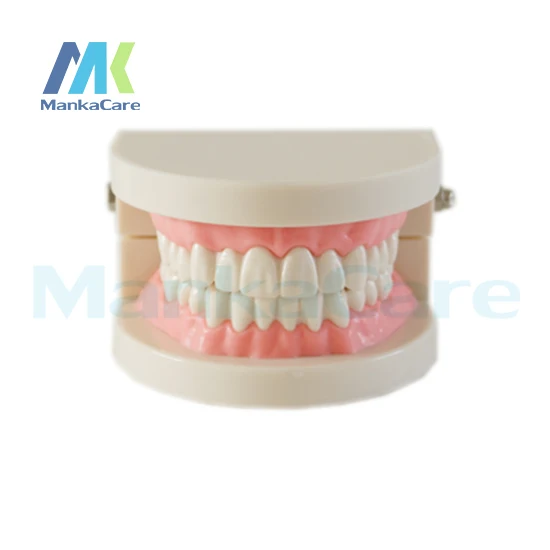 

Manka Care - Tooth brushing model,used to guide students to practice Oral Model Teeth Tooth Model