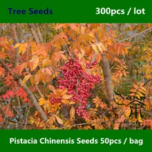 Ornamental Garden Pistacia Chinensis Seeds 300pcs, Widely Cultivated Chinese Pistache Seeds, Deciduous Tree Huang Lian Mu Seeds