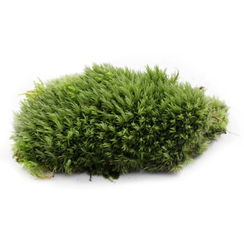 1pcs Green Artificial Fake Moss Coral Stone Model Grass Plant Potted