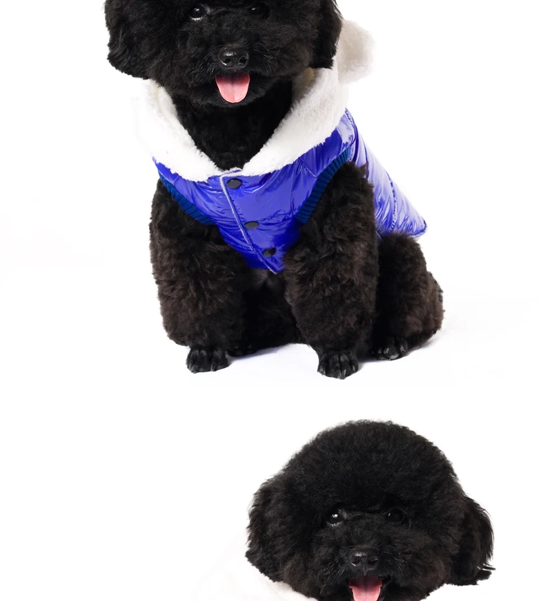 13 french bulldog clothes 