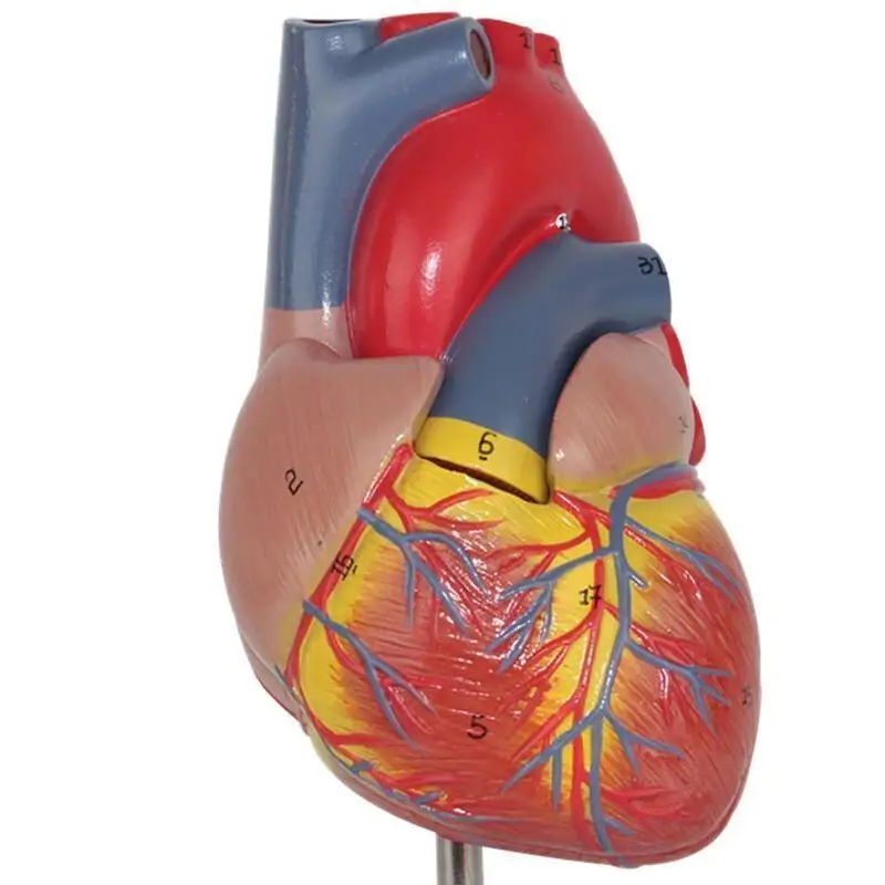 Эмульгационные анатомические модели человеческого сердца, медицинский режим l для медицинских исследований в школе