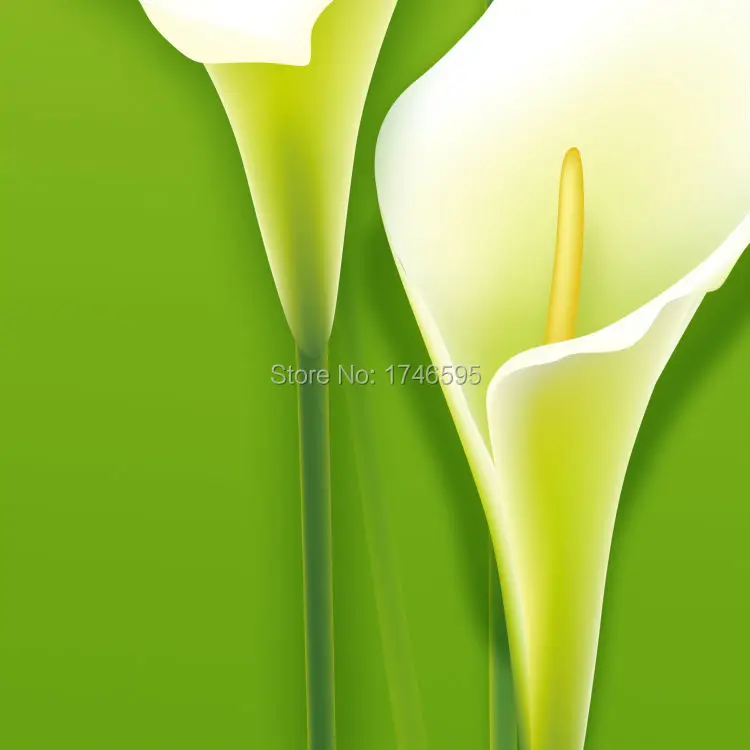green calla lily-3