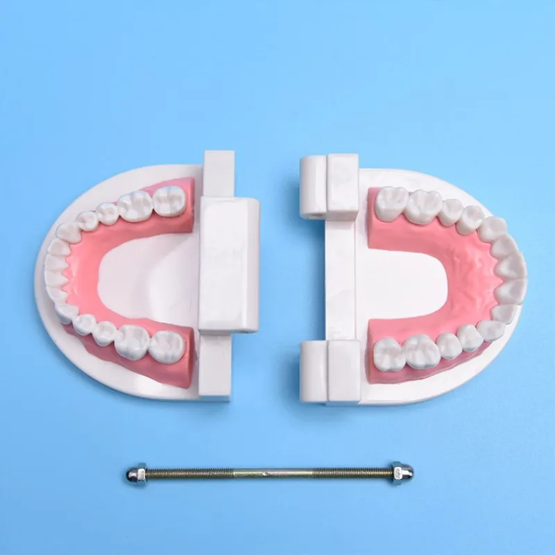 3 шт. зубные модель, модель зубов челюсти Стандартный демонстрация протез преподавания модель детского сада чистки преподавания модель