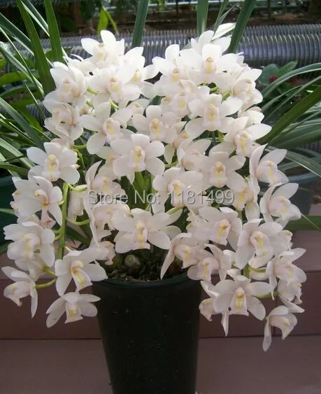 50 bag warna campuran Chinese cymbidium balkon taman 50 bag warna campuran Chinese cymbidium balkon taman