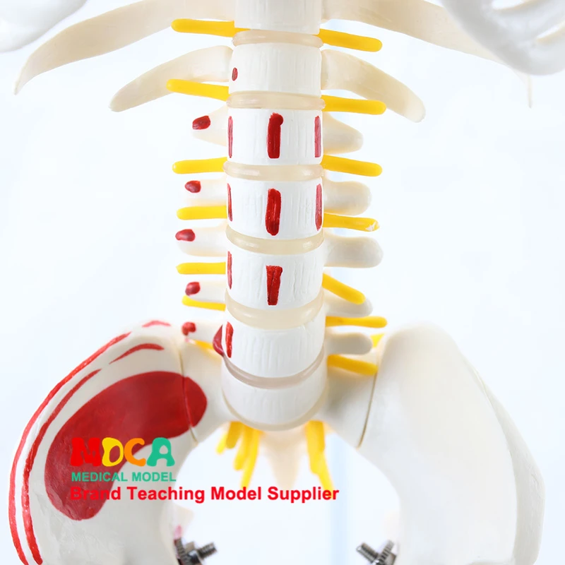Медицинский 85 см висячий тип человека. Модель скелета нейромышечный старт и стоп Скелет йога обучение спинной колонки MGG204