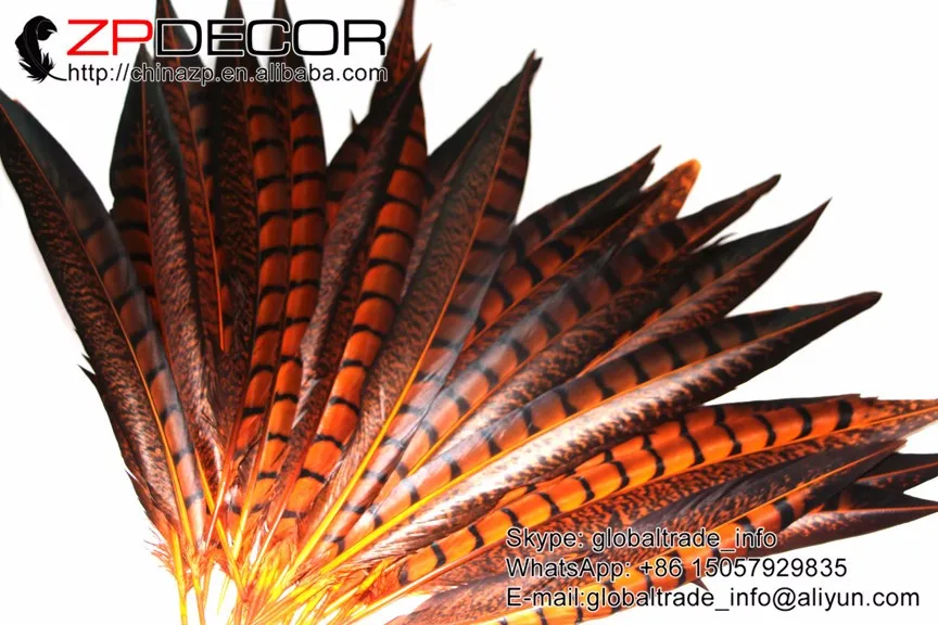 orange dyed lady amherst pheasant feathers (81)