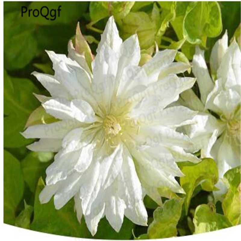 

5Pcs A Set Clematis florida Flower Root