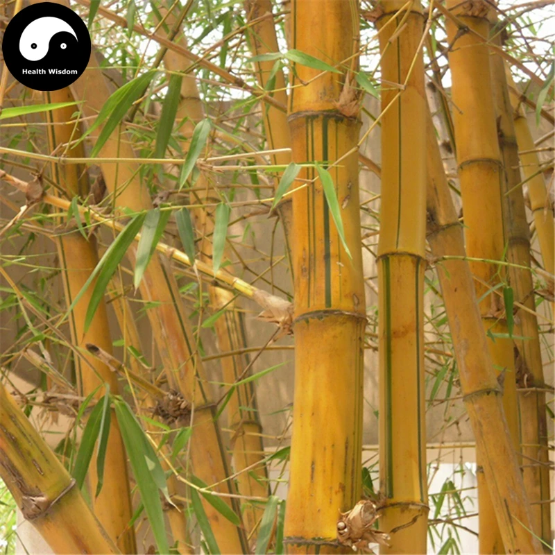 Buy Golden Bamboo Tree Semente 200pcs Plant Bamboo For Bamboo Gardenin