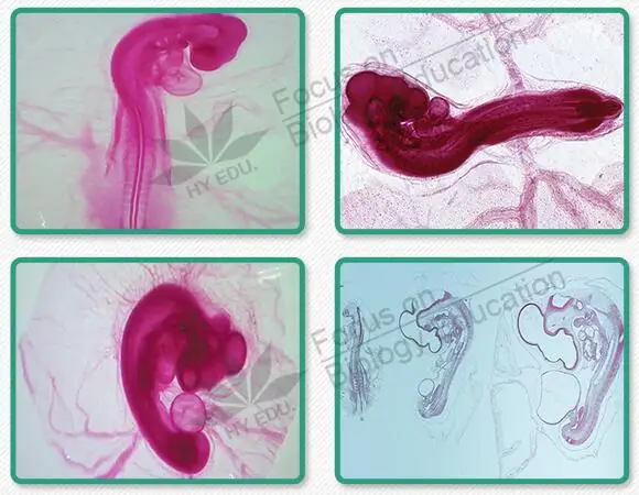 44 шт эмбрионального образца ломтики 24/48/72/96 часов 15 сортов курица зародышей серийный раздел предметное стекло для микроскопа