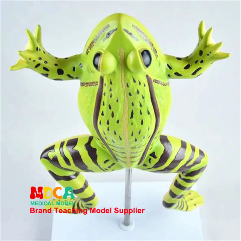 

Frog Anatomical Model Toad Anatomical Model Animal Anatomy Medicine Teaching Model Medical Teaching Supply Veterinary Teaching