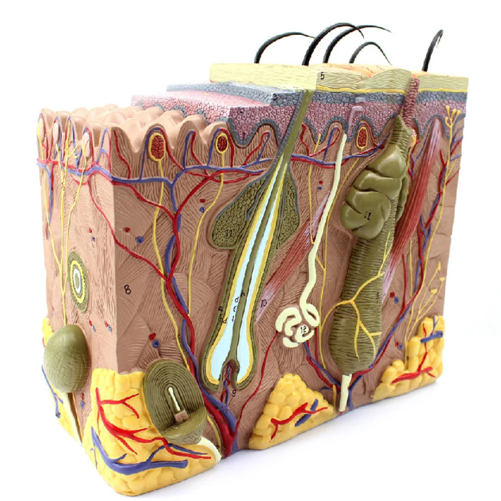 70X жизни Размеры анатомическая человеческой кожи блок модель медицинского дерматологии анатомия
