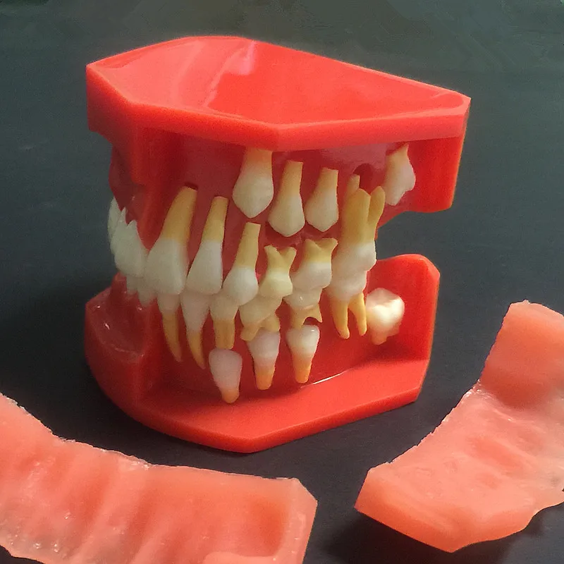 Хорошее качество Новое поступление зубные зубы анатомическая модель детская стоматологическая модель