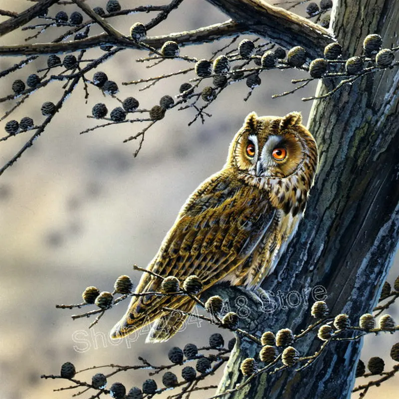 OWL (35)