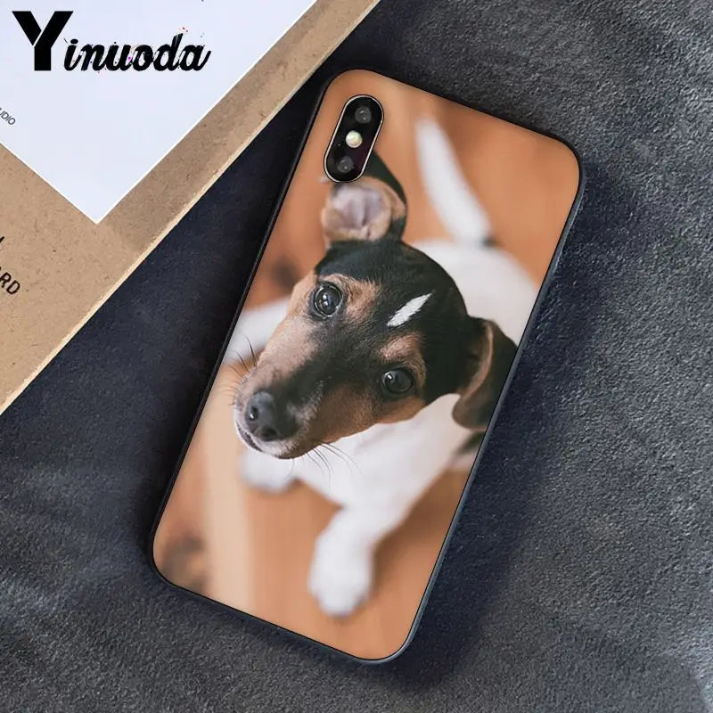 Jack Russell Terrier Dog