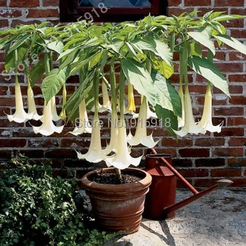Bonsai Tree seeds 30pcs Angel Trumpet Cypress Gardens (Brugmansia