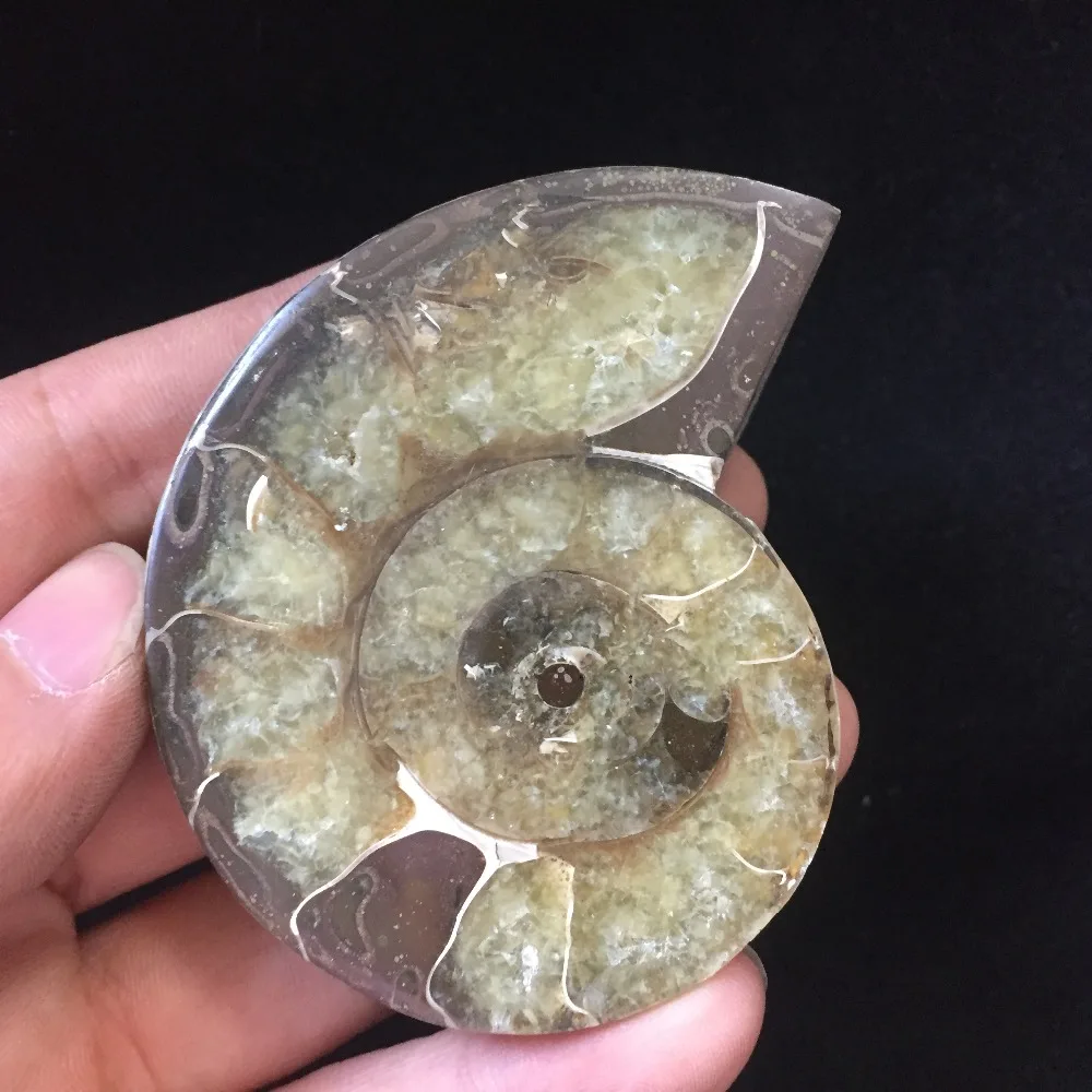 94 г аммонит PRETTY NAUTILUS MADAGASCAR FOSSIL с лечебным действием образцы Рождественский