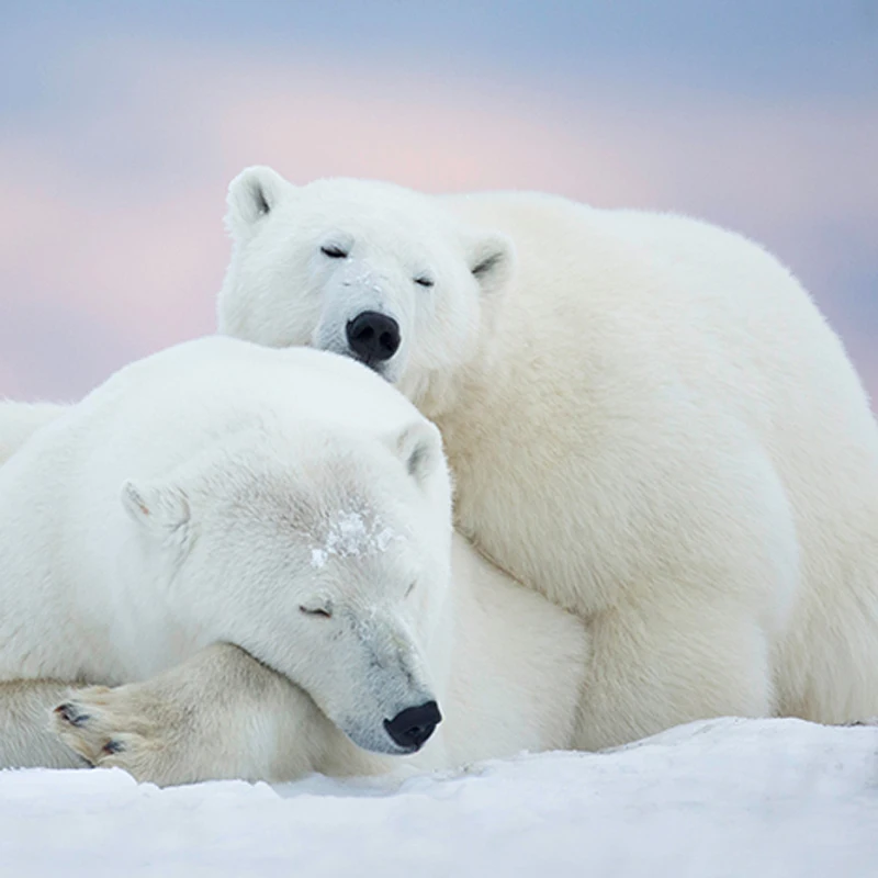 3D urso polar Branco conjuntos de cama