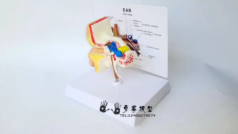 1:1 модель уха Ушная анатомическая модель структура уха Модель