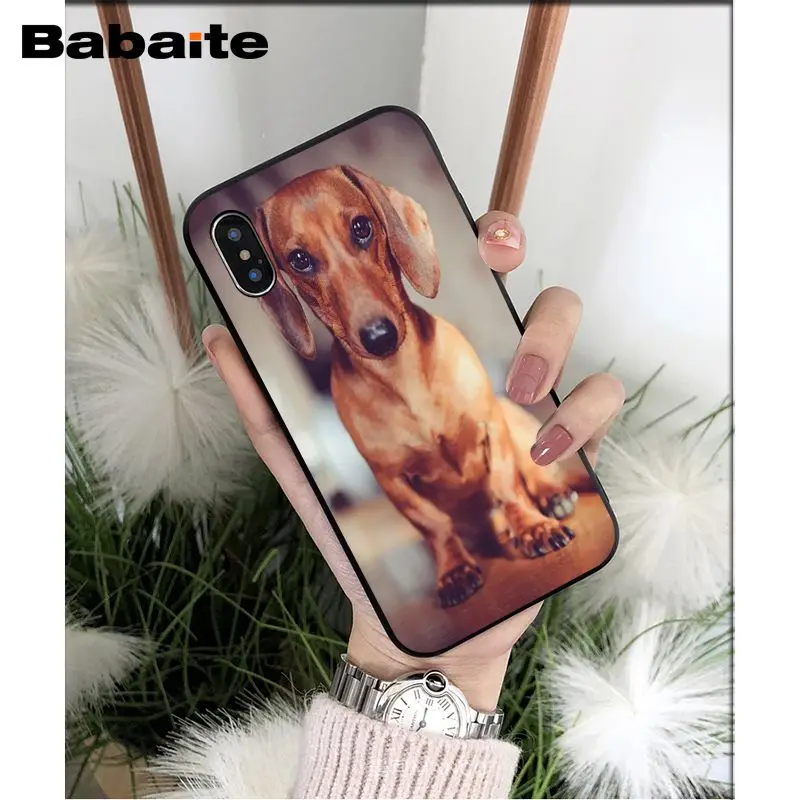 Dachshund dog