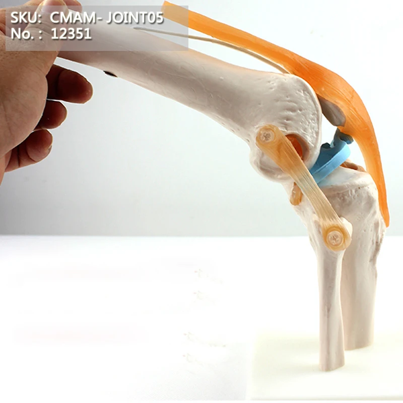 Модели серии 12038/человеческие суставы, 6 в 1, лодыжка стопы, плечо, запястье руки, колено, бедра, локоть, модель скелета