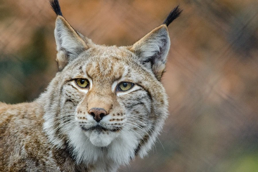Lynx Affiche De Gros Chat Impression Personnalisee En Soie Tissu Autocollant Mural Aliexpress