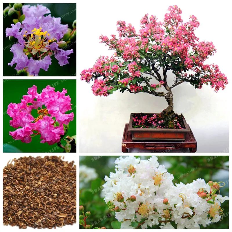 Мирт Семена Купить В Интернет Магазине