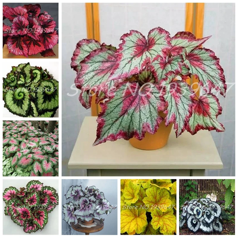 

100 Pcs / Bag Beautiful Begonia Bonsai, Mixed Rare Begonia Bonsai Flower Potted Begonia plants For Garden Balcony Coleus