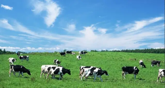 Animal tracking