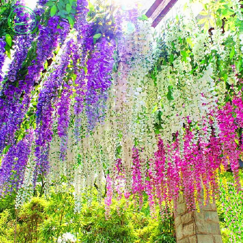 10pcs Wisteria Bonsai Plants Outdoor Purple Flowers Garden Diy Climb ...