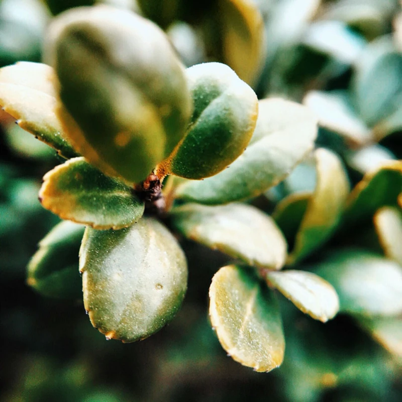 macro effect