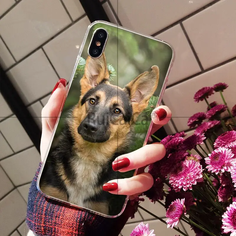 german shepherd dog