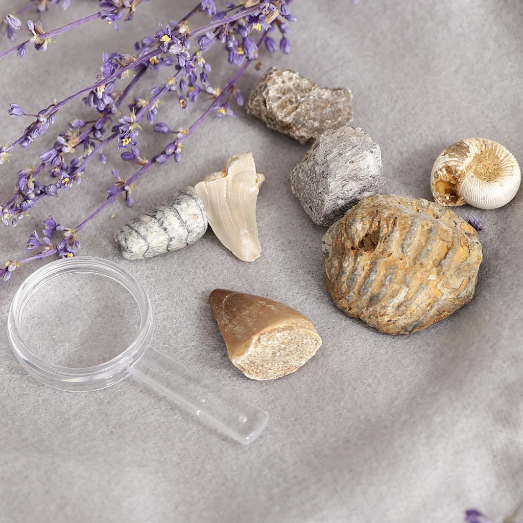 Rock & Mineral Collection PK664 Real Specimens Geology Science Kit Earth Science Toy - Pack of 7