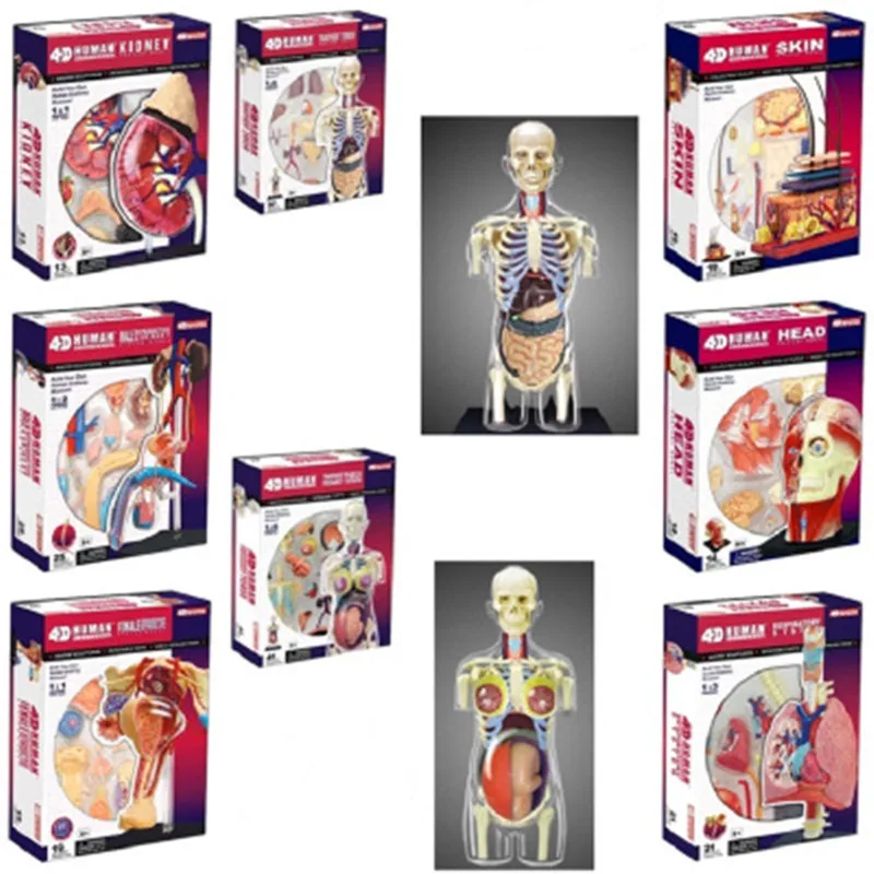 

4D MASTER Kaws Human Internal Organ Anatomy BBF Model Of Medical OriginalFake Plastic Action Figure Collectible Model Toy T195