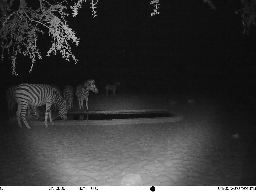 4G Hunting camera (2)