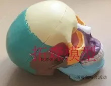 

22 colors Human skull Partition colorful parts model 19*15*21CM free shipping
