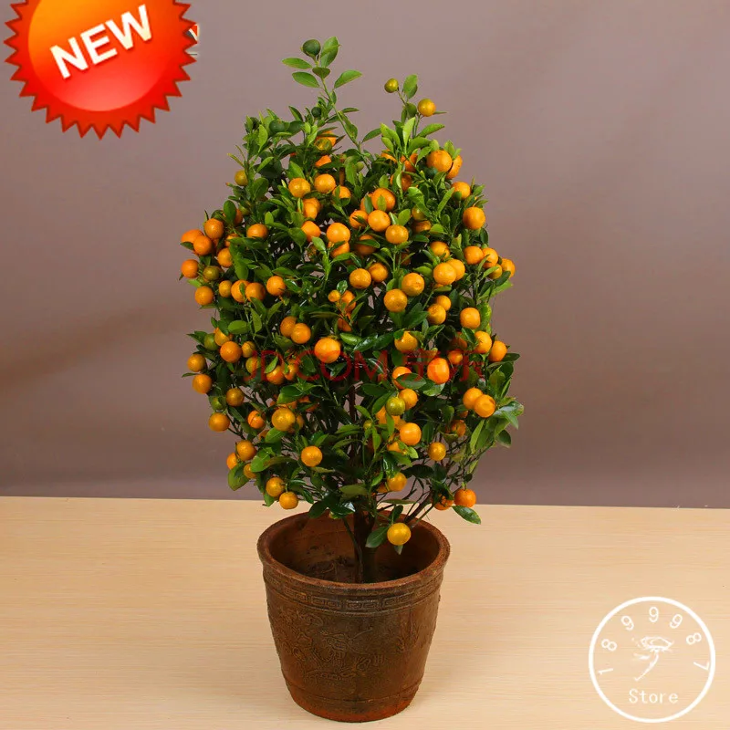 

Loss Promotion!100Pcs/Lot Balcony Patio Potted Fruit Trees Planted Bonsai Kumquat Garden Orange Plantas Tangerine Citrus,#95K1S
