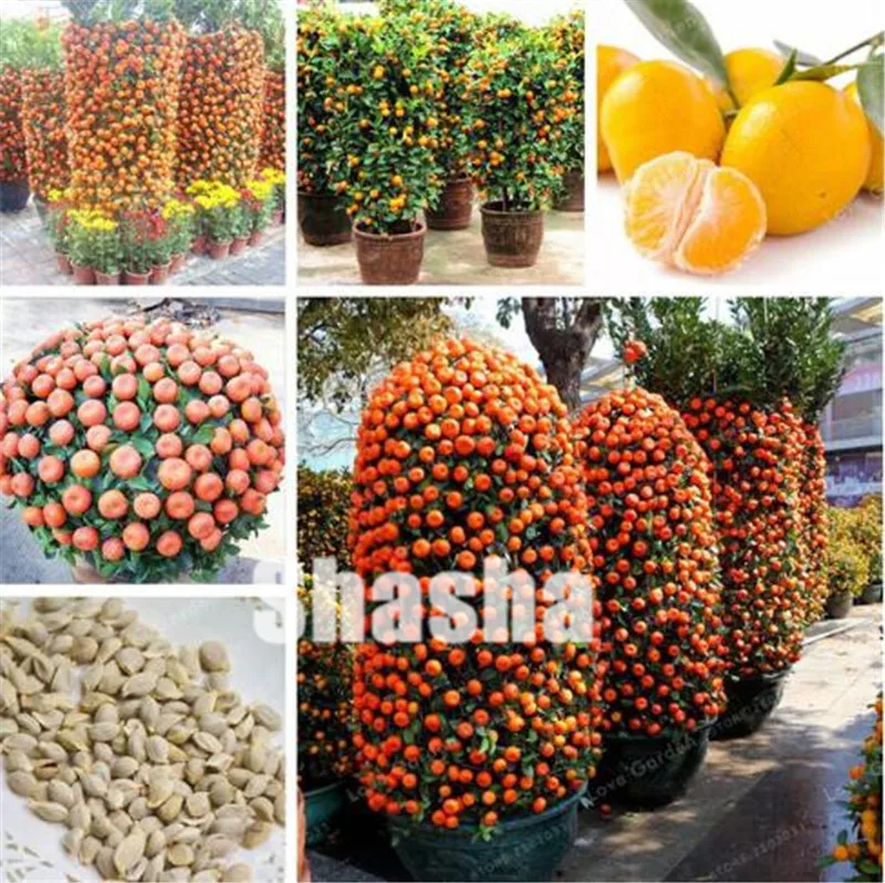 50 Pcs Citrus Reticulata Orange plant Dwarf Bonsai Mandarin Orange plant Edible Sweet Citrus Fruit Tree For Home Garden