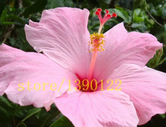 Online Shop 200 giant hibiscus seeds Dinnerplate Hibiscus /Perennial ... Online Shop 200 giant hibiscus seeds Dinnerplate Hibiscus /Perennial ...