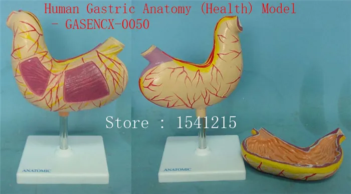 

Stomach model Teaching medical human body specimen model Human viscera model Human Gastric Anatomy (Health) Model - GASENCX-0050
