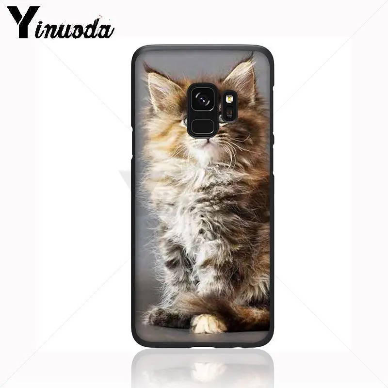 pet maine coon cat