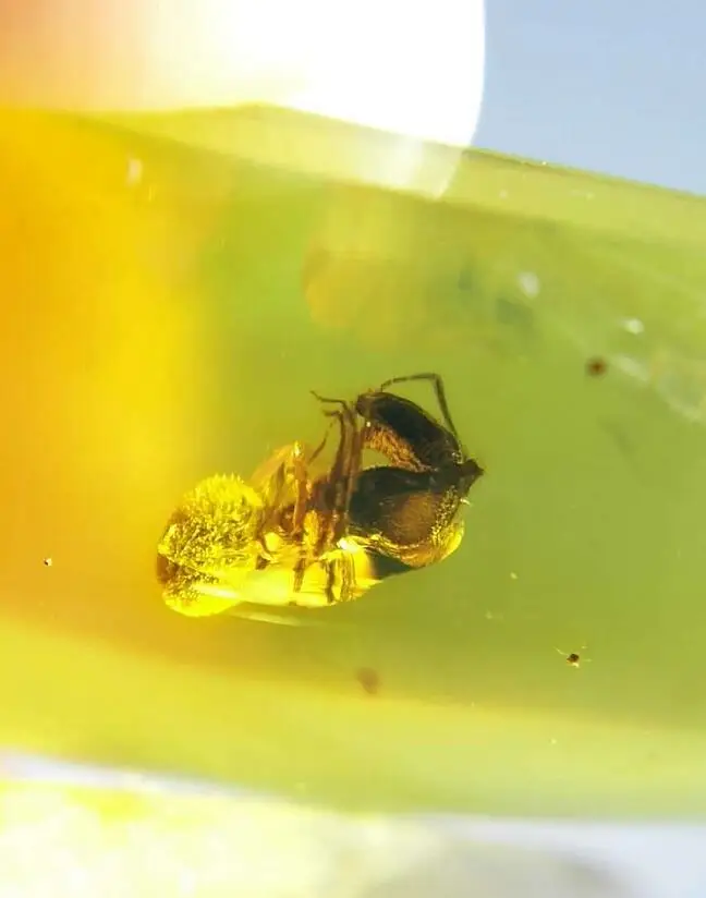 Cretaceous Assassin Spider burmite Myanmar Amber insect 100 million years lynx stone ring surface mens womens jewelry accessory Jewelry Findings