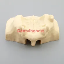 2019 high quality Dental Sinus Lift Practice Teeth Model Typodont Study Model 2013F Model 2019 high quality Dental Sinus Lift Practice Teeth Model Typodont Study Model 2013F Model