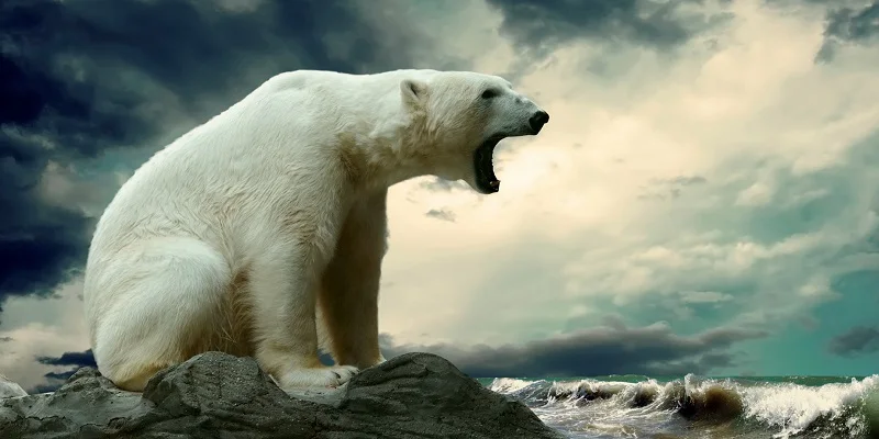 Serviette De Bain Imprimee Animaux Serviette De Plage En Microfibre De Sport De Voyage Pour Adulte 70x140cm Aliexpress Serviette De Bain Imprimee Animaux Serviette De Plage En Microfibre De Sport De Voyage Pour Adulte 70x140cm Aliexpress