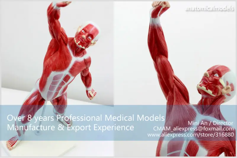 MUSCLE05 CMAM model Male Muscles Of Anatomical Model 2