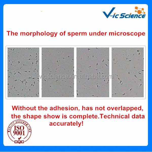 Sperm Counting Chamber.jpg