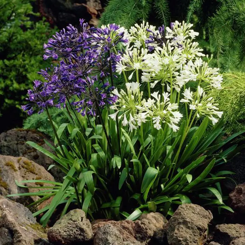 aliexpress com buy african lily agapanthus lily of the nile plants flowers rare garden aliexpress com buy african lily agapanthus lily of the nile plants flowers rare garden