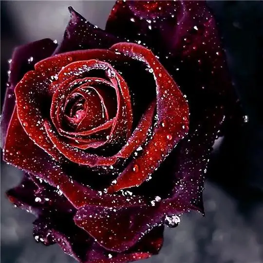 Crystal Red Rose