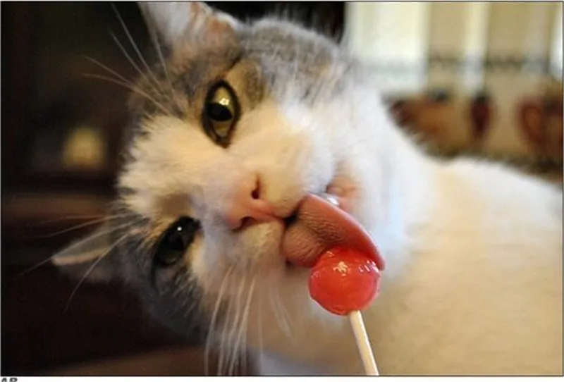 5d diy diamond embroidery Cats eat lollipop diamond painting kits for