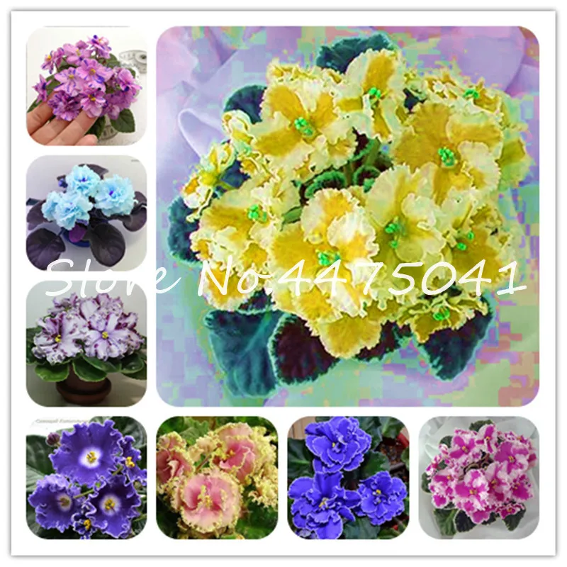 

Hot! 100 Pcs Mix Color Available African Violet Bonsai For Viewing Flower Evening-Scented Stock Violet Perennial Herb Violets