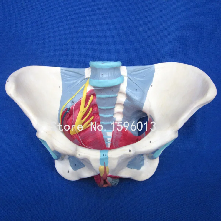 

HOT Anatomical Female Pelvis Model,Female Pelvis model with ligaments,nerves and perineum